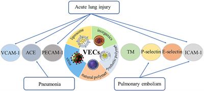 Targeting pulmonary vascular endothelial cells for the treatment of respiratory diseases